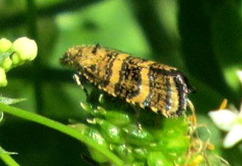 Tortricidae: Phiaris cfr. scoriana